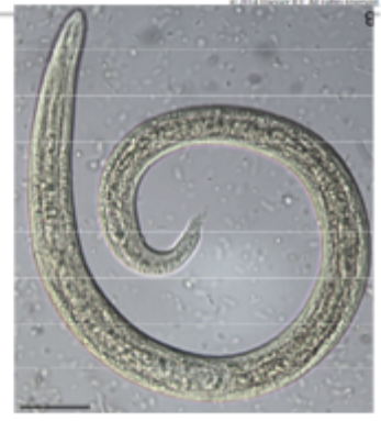 <p>The image depicts what species?</p>