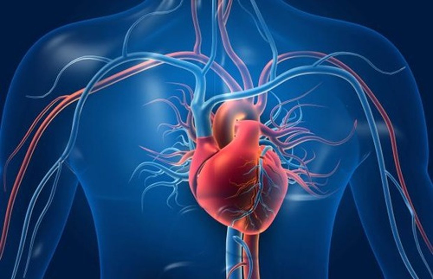 <p>Moves blood throughout the body and transports oxygen, carbon dioxide, nutrients, and wastes in the blood.</p>