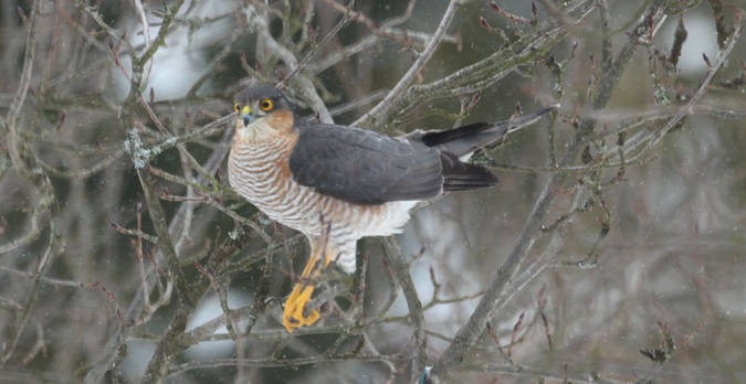 <p>zařaď živočicha do systému</p><p>Třída - řád - čeleď - druh čeština (latina)</p>