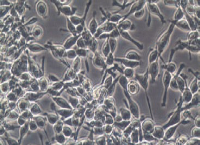 <p><span>(anchorage-dependent growth)</span></p><p style="text-align: left"><span>Most cell types, e.g. muscle, neurons, epithelial, endothelial, etc</span></p><p style="text-align: left"><span>monolayer </span></p>