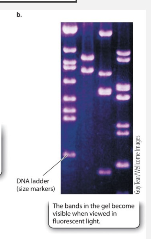 <ul><li><p><span style="background-color: inherit; line-height: 19.55px; color: windowtext;">Sugar- phosphate backbone negatively charged --&gt; sample of DNA in porous gel matricies --&gt; apply electric current --&gt; DNA sample added at top will want to migrate towards positive charge at the bottom of the gel</span></p></li><li><p class="Paragraph SCXO35099362 BCX0" style="text-align: left;"><span style="background-color: inherit; line-height: 19.55px; color: windowtext;">Tiny DNA molecule gets through porous matrix quickly –&gt; goes further down in gel</span><span style="line-height: 19.55px; color: windowtext;">&nbsp;</span></p></li><li><p class="Paragraph SCXO35099362 BCX0" style="text-align: left;"><span style="background-color: inherit; line-height: 19.55px; color: windowtext;">Larger may stay close to top of gel --&gt; seperation of DNA molecules based on size</span><span style="line-height: 19.55px; color: windowtext;">&nbsp;</span></p></li></ul><p></p>