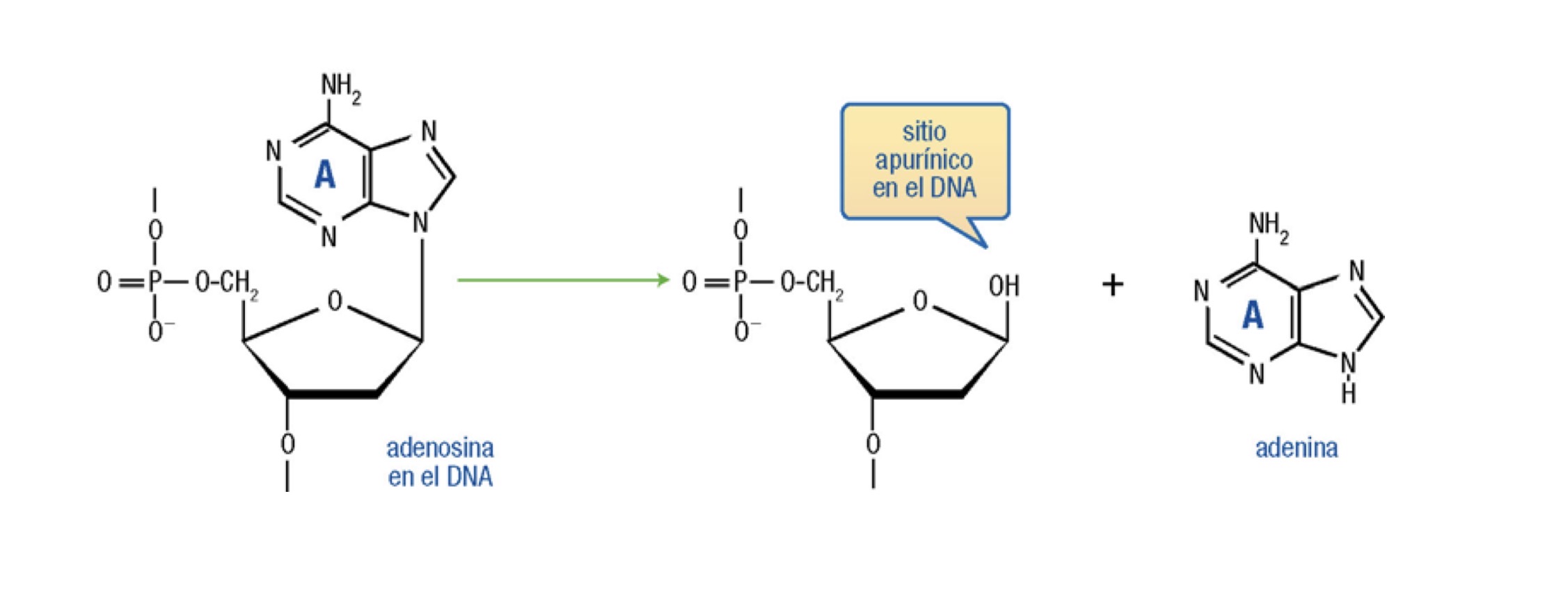 <p>La unión del <mark data-color="blue" style="background-color: blue; color: inherit;">primer grupo fosfato</mark> con el nucleosido se da mediante que tipo de enlace y en que carbono:</p>