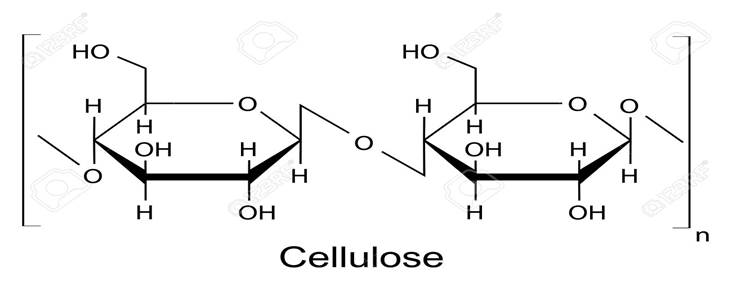 <p>is the major structural polymer found in cell walls of plant stems and leaves. </p><p></p><p>It is a linear polymer composed of glucose units linked by glycosidic bond.</p><p></p><p>made up of a long chain of glucose monomers, where n represents the number of monomers of glucose. </p><ul><li><p>Note that n can be anywhere between 7,000 and 15,000.</p></li></ul><p></p><p>Animals lack the enzymes necessary to hydrolyze (breakdown) cellulose. </p><ul><li><p>Animals like cow have a bacteria in their gut that can digest cellulose so that they can eat grass. </p></li><li><p>Humans cannot digest cellulose.</p></li></ul><p></p>