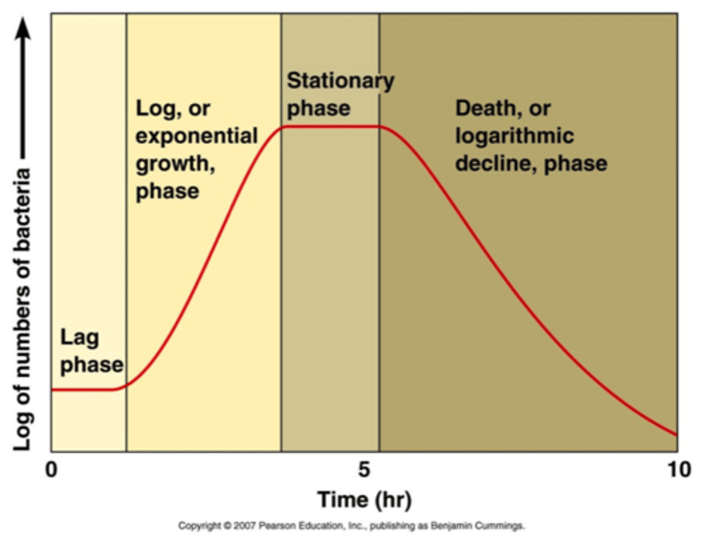 <p>- This is showing the change in growth rate over time.</p><p>- Phases:</p><p>1. Lag phase,</p><p>2.Log Phase,</p><p>3.Stationary Phase</p><p>4.Death Phase</p><p>- X axis: Time</p><p>- Y axis: Number of microbes (log scale)</p>