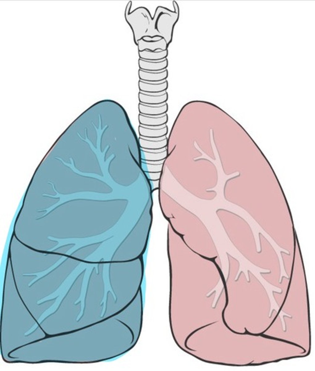 <p>Bigger lung with three lobes</p>