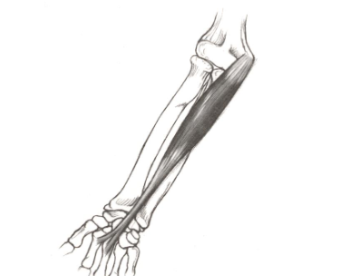 <p><strong>Origin</strong>: medial epicondyle of humerus</p><p><strong>Insertion</strong>: base of 2nd and 3rd metacarpals</p><p><strong>Action</strong>: wrist flexion, radial deviation</p>