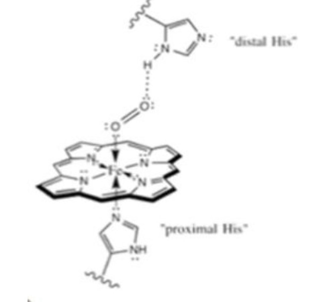 <p>2 histidines <br>- Proximal His binds Fe <br>- Distal his stabilises O2 binding to Fe</p>