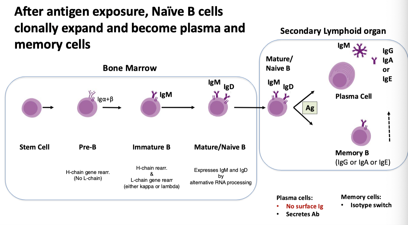 <ol><li><p>start as <strong>stem cell</strong></p></li><li><p><strong>Pre-B cells</strong> complete <strong>heavy</strong> chain rearrangement using “surrogate” light chain</p><ol><li><p>most fail and die</p></li></ol></li><li><p><strong>Immature B cells </strong>complete<strong> light</strong> chain rearrangement (kappa or lambda) and express IgM on surface.</p><ol><li><p>checkpoint for self-reaction (most fail and die)</p></li></ol></li><li><p><strong>Mature B cells</strong> express BOTH IgM and IgD</p><ol><li><p>leave bone marrow and migrate to secondary lymphoid organs.</p></li><li><p>capable of being activated by antigen to proliferate (clonal expansion) and become plasma and memory cells</p></li></ol></li></ol><p></p>