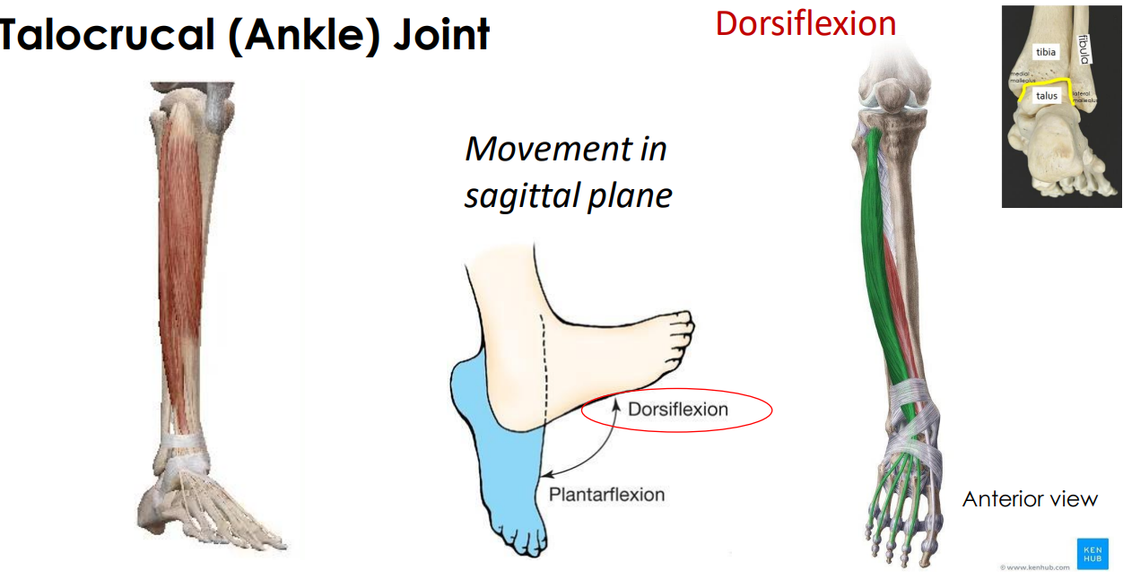 <p>- movement of the foot at talocrucal (ankle) joint (talus means talo, crucal means leg)</p><p>- movement in sagittal plane</p><p>ANIMATION ON SLIDE 40</p><ul><li><p>upward movement</p></li></ul><p></p>