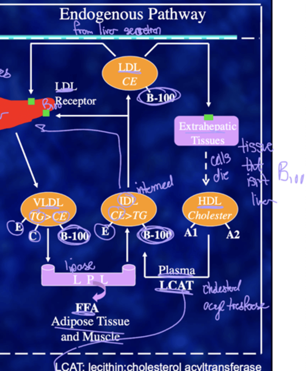 <p>The endogenous pathway is involved in internally excreted compound, particularly from the liver. Very-low density lipoprotein is secreted from the liver, in which triglycerides levels are higher than cholesterol esters. Receptors, E, C, and B-100 are present. These are digested by lipoprotein lipase, yielding FFA for adipose tissue, yielding IDL (intermediary), in which cholesteryl esters are higher than triglycerides (and receptors E and B-100 are present). These are then converted into LDL, which only contains B-100 receptors, which are absorbed by the liver, or carried into extrahepatic tissues. Eventually, these extrahepatic tissues die and release HDL cholesterol (containing A1 and A2 receptors). Plasma LCAT (lecithin: cholesterol acyltransferase) converts it back into IDL, which continues the pathway to the liver in which LDL is disposed of by HDL.</p>