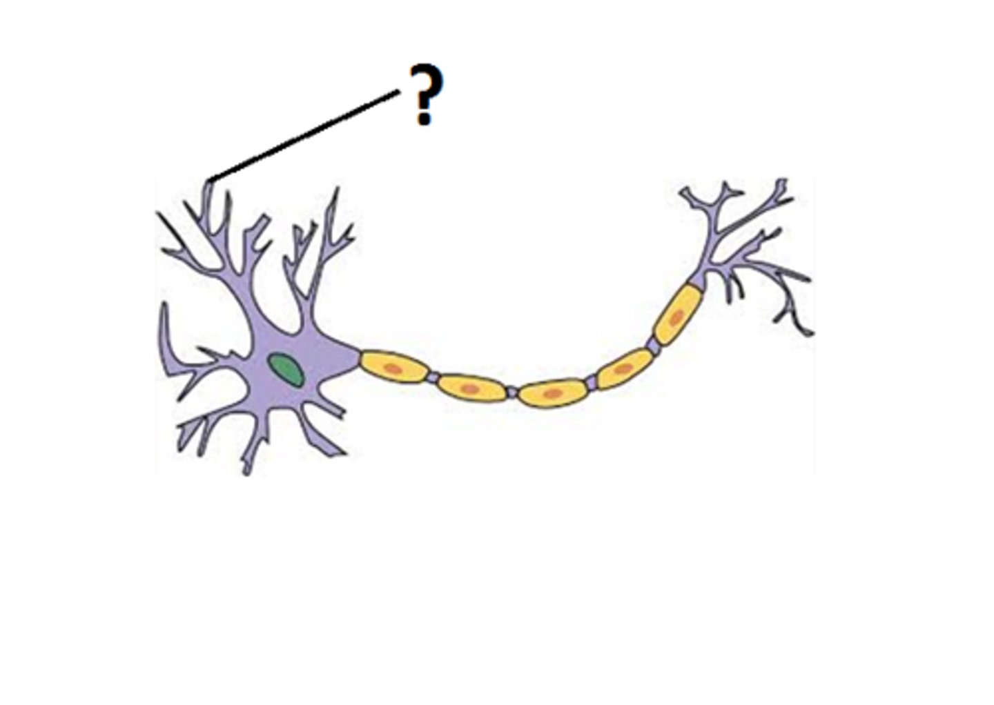 <p>part of the neuron which receives information</p>