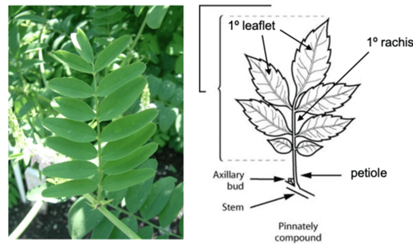 <p>Compound leaves with a rachis</p><p>------------------</p><p>FEATURES:</p><p>- has 1° rachis</p><p>- has 1° leaflet</p>
