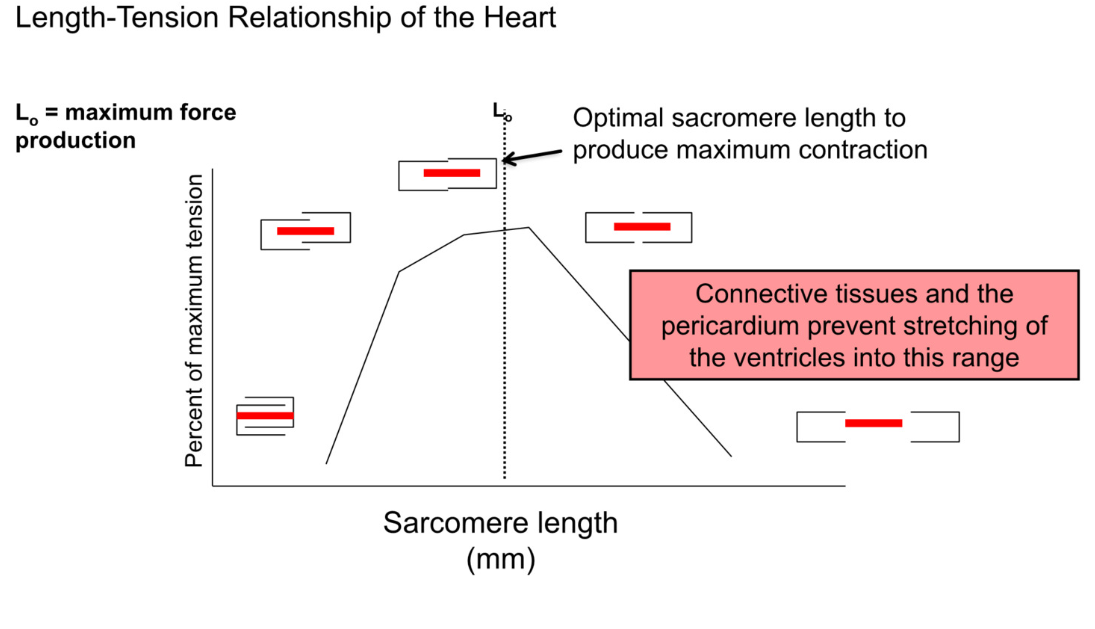 <ul><li><p>strength of ventricular contraction increases with an increase in preload</p></li><li><p>increased preload (more ventricular stretch) → higher EDV (ventricles filled with more blood) → more contractile force (like a filled balloon)</p></li><li><p>linear relationship between EDV and Stroke volume </p></li></ul><p></p><p>Length-Tension relationship of heart</p><ul><li><p>contraction is dependent on overlap between actin and myosin</p></li><li><p>optimal overlap → maximum contraction → best stroke volume</p></li><li><p>when EDV is too low (empty volume) → cells not stretched → too much overlap of actin and myosin → bad contraction</p></li><li><p>as ventricles fill → better actin myosin overlap → better stroke volume</p></li><li><p>connective tissues and pericardium prevent overstretching</p></li></ul><p></p>