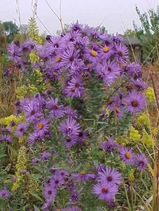 <p>Tall</p><p>Full Sun</p><p>Fall bloom</p><p>Meadows, native gardens</p>