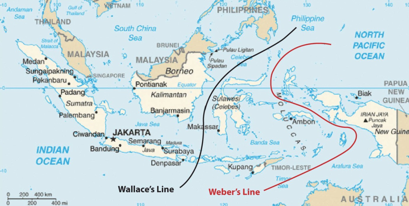 <p>A sharp boundary separating Asian placental mammals (west) and Australasian marsupials (east). The different fauna on either side of the line is due to deep ocean trenches blocking migration and plate tectonics + isolation.</p>