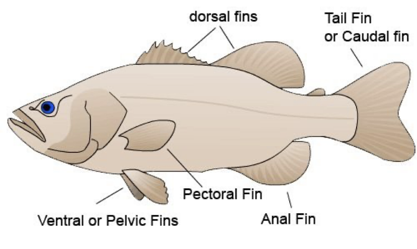 <p>Different Fin Locations </p>