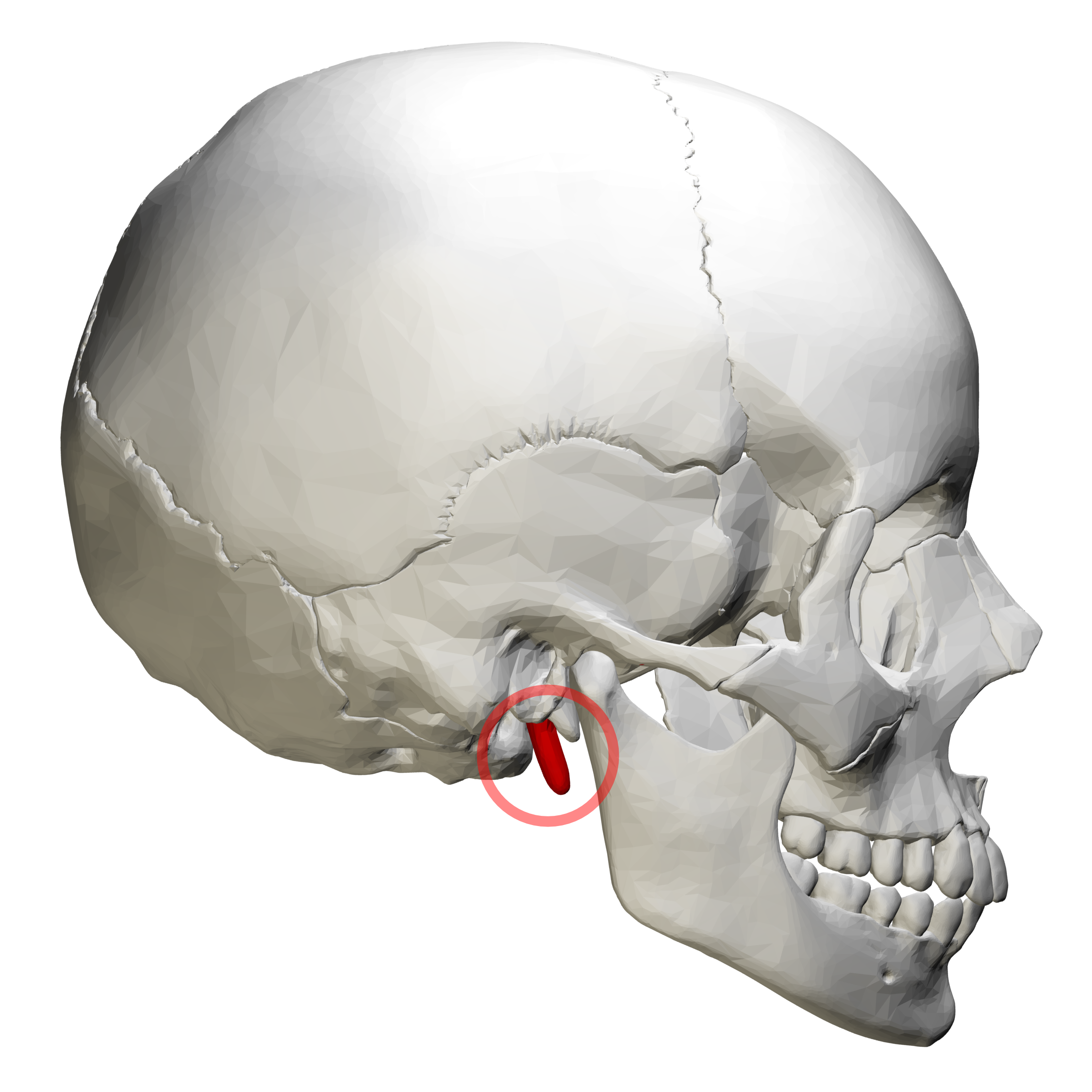 <p>styloid process (lateral view)</p>