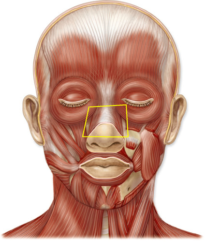 <p>Flare nostrils</p>