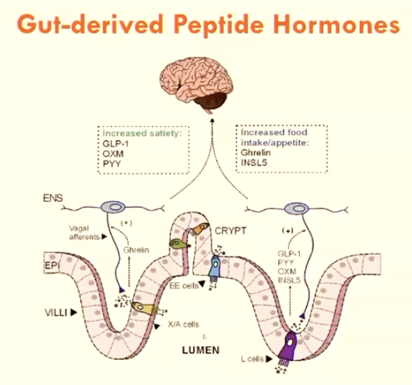 <p>epithelial layer of small intestine have endocrine cells that release peptide hormones</p><ul><li><p><strong>Increases satiety:</strong> GLP-1, OXM, PYY</p></li><li><p><strong>Increases food intake/appetite: </strong>Ghrelin, INSL5</p></li></ul><p>These hormones mostly act on hypothalamus</p><p></p>