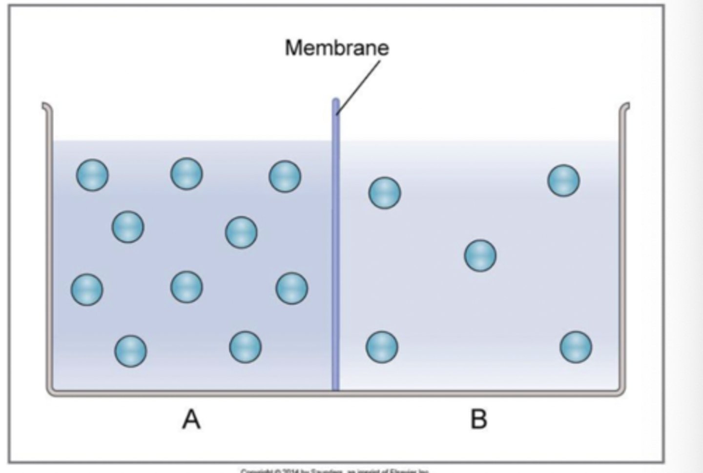 <p>true</p><p>in example, net diffusion of solute from A to B because initially, more solute in solution A</p>