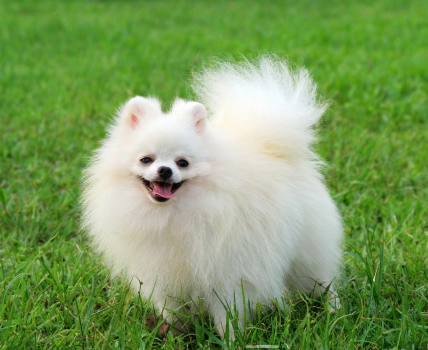 <p>Pomeranian </p>