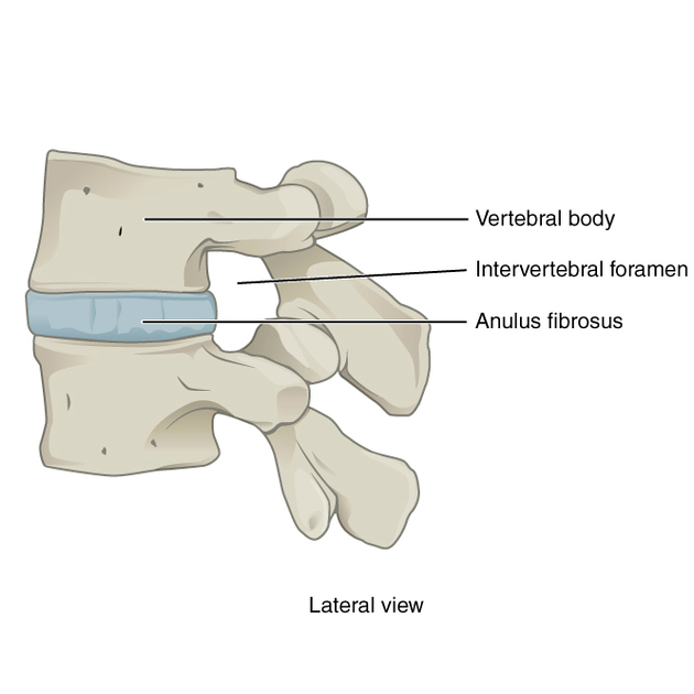 <p>intervertebral foramen</p>