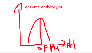 1. pH value affects the bonds within the protein molecules,
2. pH values can change the structures of active sites,
so substrates cannot perfectly fit into the active site to form *enzyme-substrate-complex*