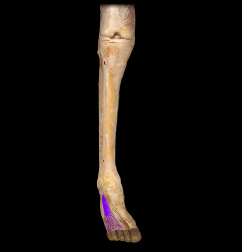 extension of toes 2-4