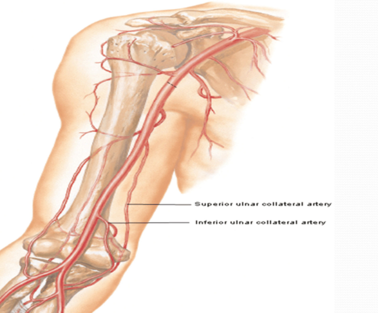 <p>-Course: descends in the arm towards the elbow, accompanying the ulnar n. posterior to medial epicondyle</p><p>-Supply: participates in arterial anastomose around elbow</p>