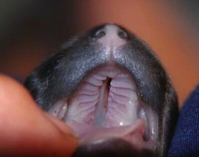 <p>Primary cleft palate is obvious at birth.</p><p>Secondary cleft palate requires examination of the oral cavity.</p><p></p>
