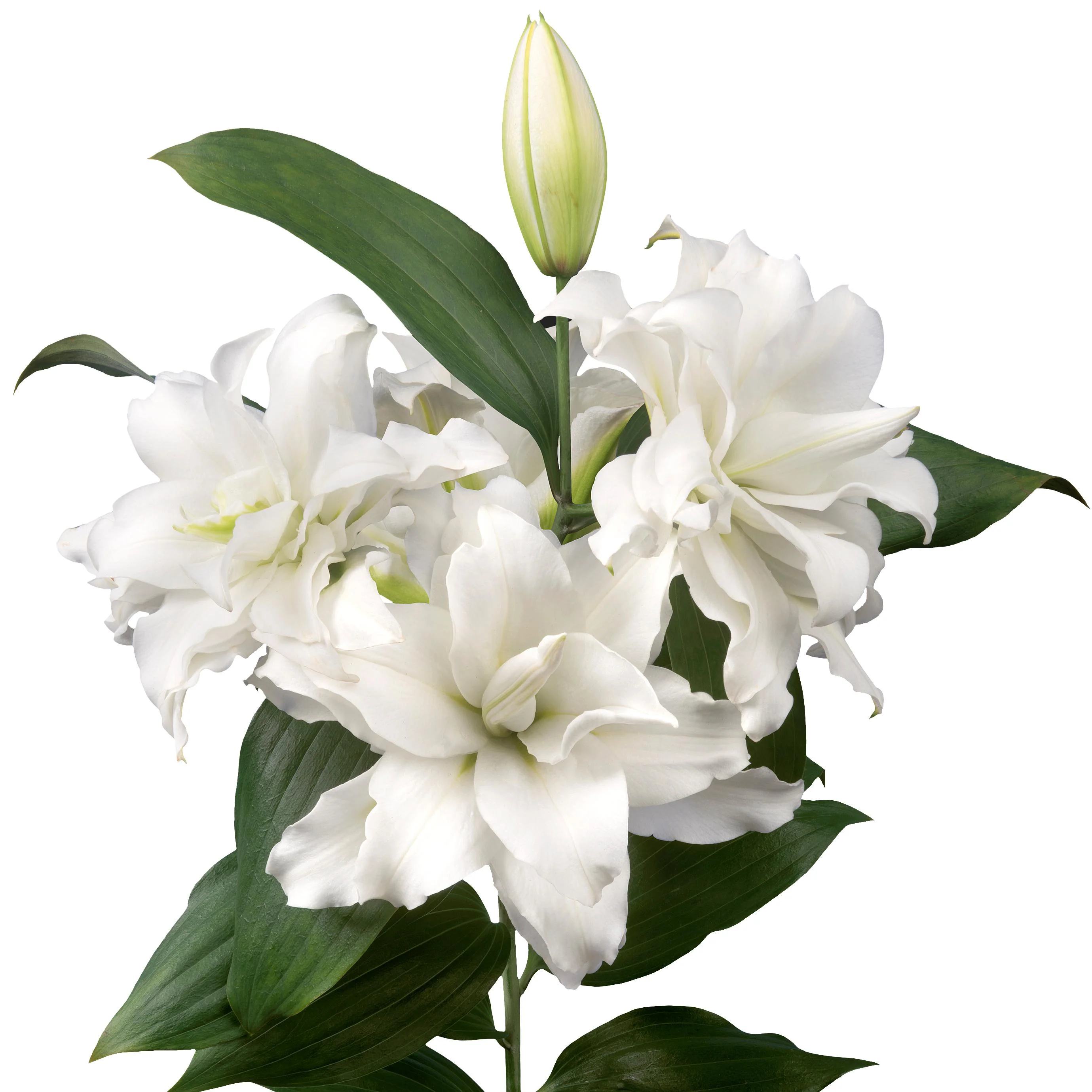 <p>Latin name?</p>