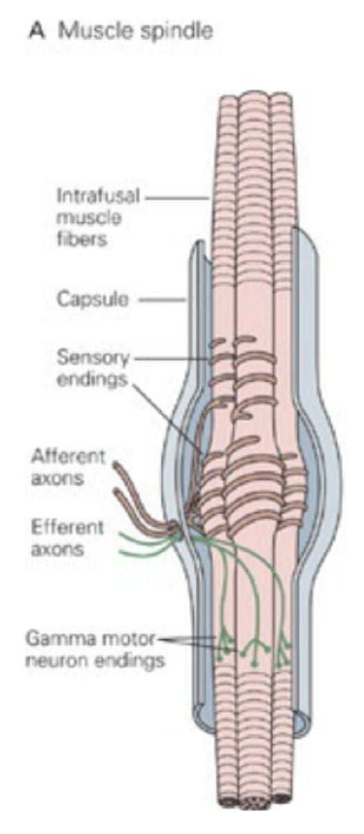 <p>Detect change in muscle length and velocity</p>