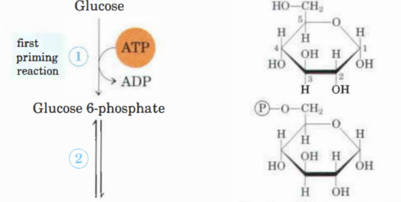 <p>Glukos omvandlas till glukos-6-fosfat genom enzymet <strong>hexokinas</strong>. Mg<sup>2+</sup> beroende och en ATP förbrukas. Irreversibel process. Fosforylering. </p>