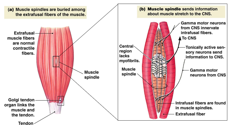 <p><strong><span style="font-family: Calibri">Muscle spindles </span></strong><span style="font-family: Calibri">and </span><strong><span style="font-family: Calibri">Golgi tendon organs </span></strong><span style="font-family: Calibri">are sensory receptors in muscle that </span><strong><em><span style="font-family: Calibri">respond to movement </span></em></strong><em><span style="font-family: Calibri">and</span></em><strong><em><span style="font-family: Calibri"> tension</span></em></strong></p><ul><li><p>muscle spindles = length</p></li><li><p>Golgi tendon organs = tension</p></li></ul>