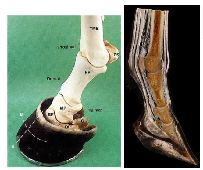<p>Horse</p><p>Structures of the distal limb</p><ul><li><p>horse (unguligrade) walks on tip of distal phalanx</p></li><li><p>lack of muscle tissue below carpus (long tendons)</p></li><li><p>hoof contracts and expands with loads imposed</p><ul><li><p>dynamic NOT STATIC strucuture</p></li></ul></li></ul><p></p>