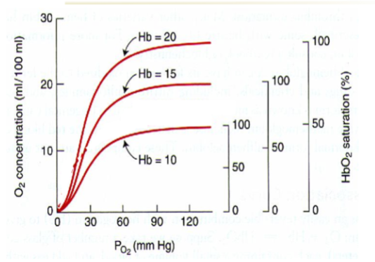 <p>Doesn’t change the shape of the curve</p><p>People with anaemia (Hb = 10) have a lower oxygen concentration despite the same oxygen saturation as those with higher Hb levels.</p><p>People with polycythaemia (Hb = 20) have higher oxygen concentration despite the same oxygen saturation as those with lower Hb levels.</p>