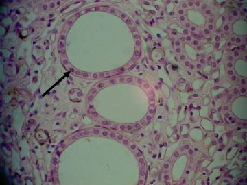 <p>Identify the tissue</p>