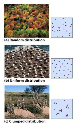 <p>The pattern of dispersal of individuals across an area affected by both abiotic and biotic resources</p><ol><li><p>Random distribution - common for plants with seeds that are wind dispersed so the seeds land in random places</p></li><li><p>Uniform distribution - organisms that defend territories</p></li><li><p>clumped distribution - most common and clumps usually form around resources</p></li></ol>