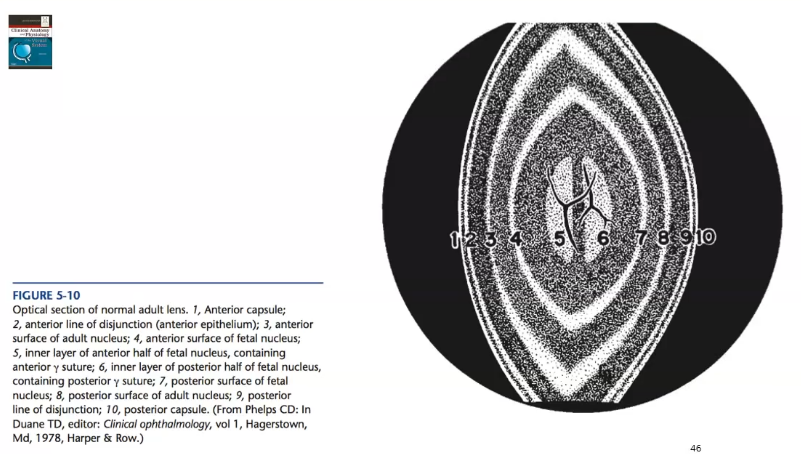 <p>includes the embryonic and fetal nuclei and the fibres formed from birth to sexual maturation </p><p>lens cortex contains fibres formed after sexual maturation</p><p></p>