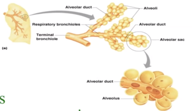 <p>Alveoli. They are Air saces made out of simple squamous tissue that conduct gas exchange.</p>