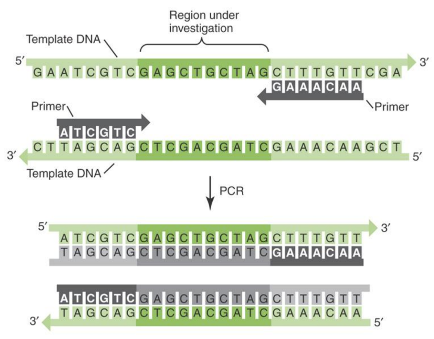 <p><span style="font-family: "Times New Roman", serif;">Primers flank to the region of interest (complementary to sequence)</span></p>