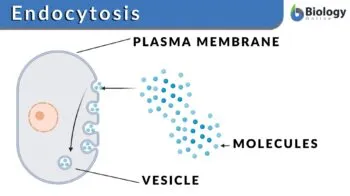 <ul><li><p>Movements of substances into the cell</p></li><li><p>Phagocytosis: Where the cell takes in particles and may fuse with a lysosome for digestion</p></li></ul><p></p>