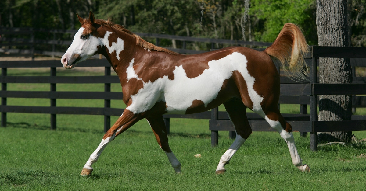 <p>Two basic color patterns overo and tobiano</p><p>Pattern doesn’t breed true</p>