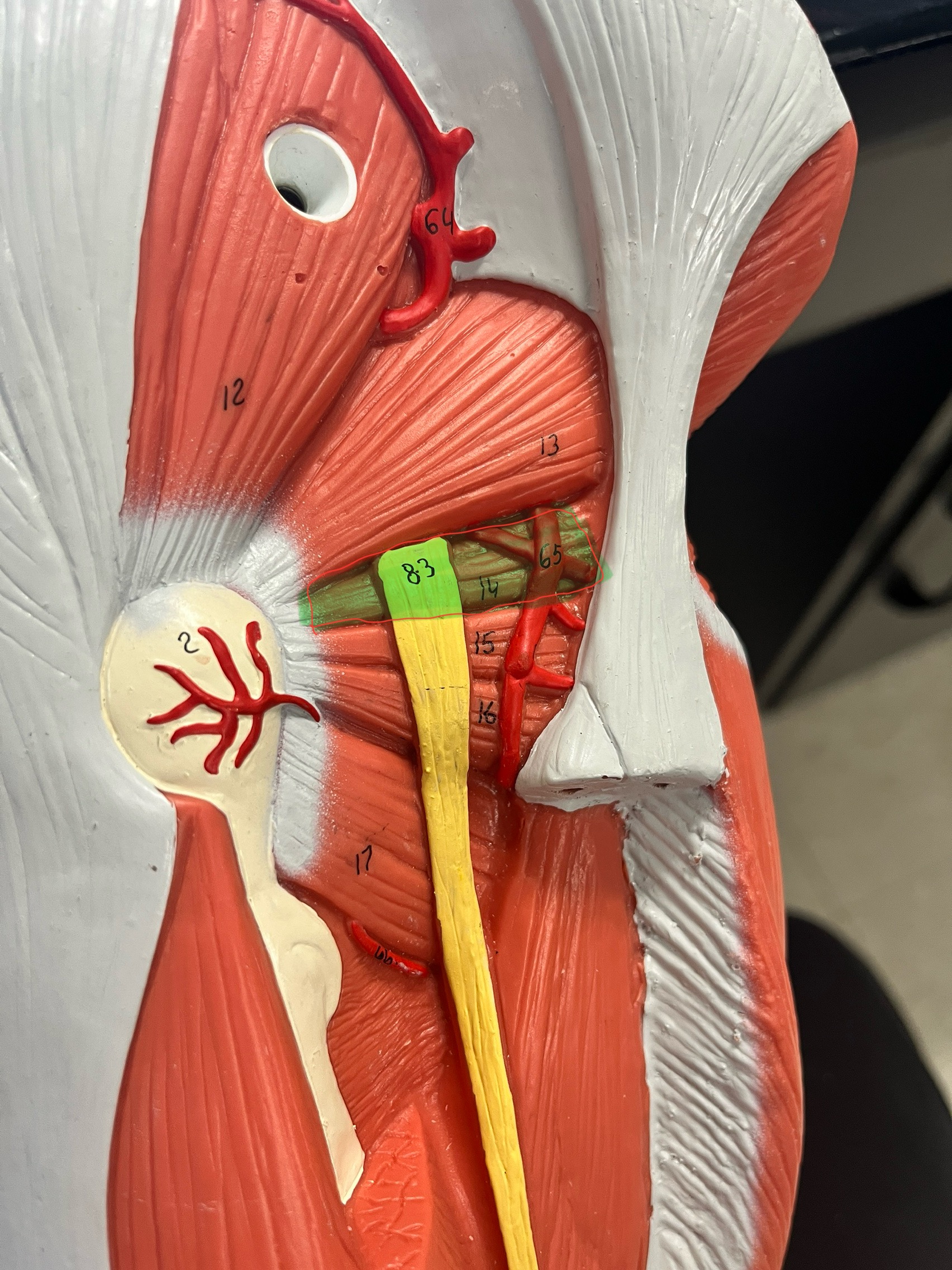 knowt flashcard image
