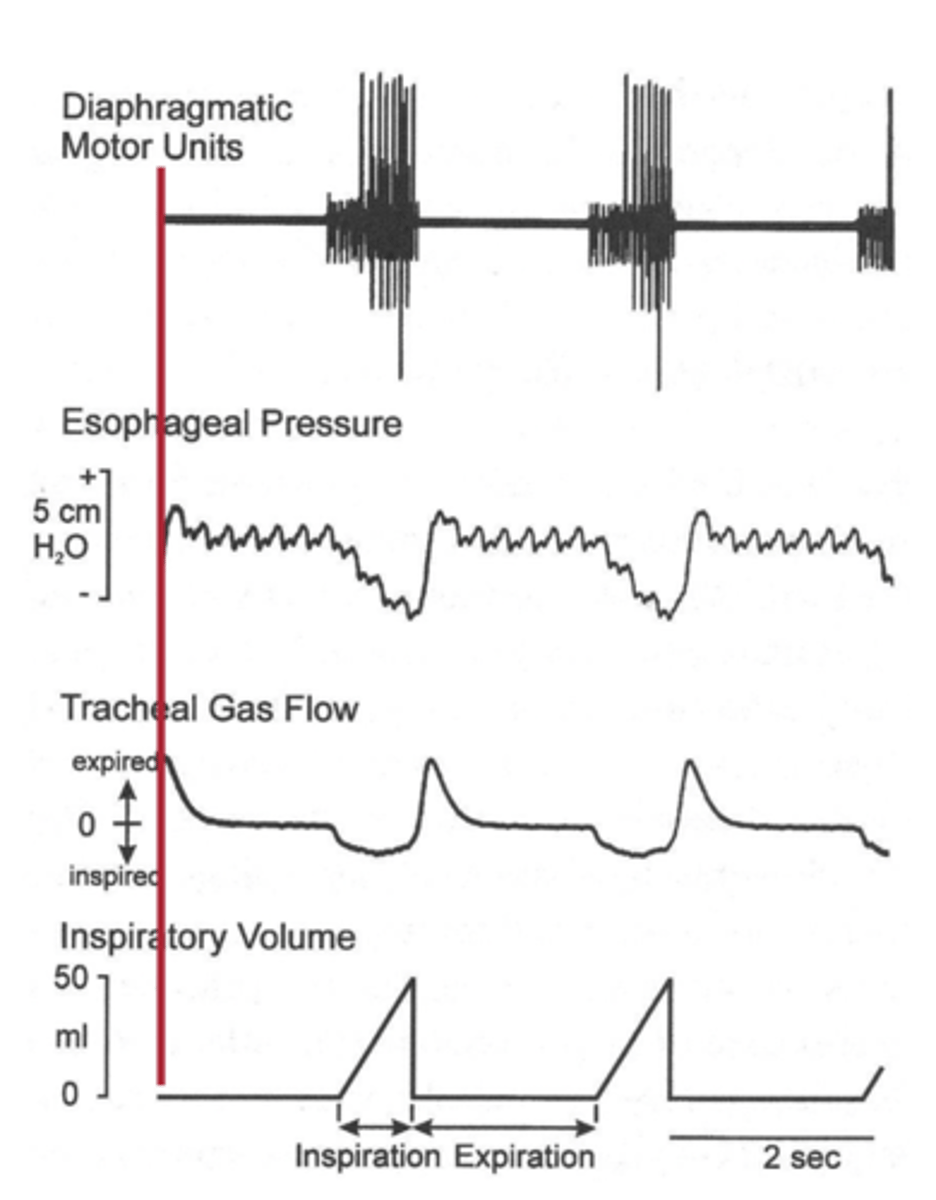 <p>Frequency modulation of motor unit activation.</p>