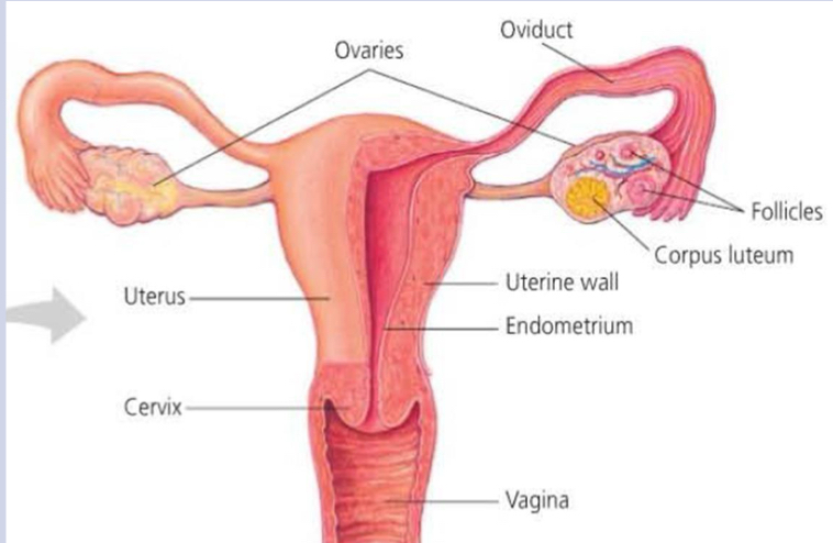 <ul><li><p>Vagina</p></li><li><p>Uterus</p></li><li><p>Cervix</p></li><li><p>Fallopian tube</p></li><li><p>Ovaries</p></li></ul><p></p>