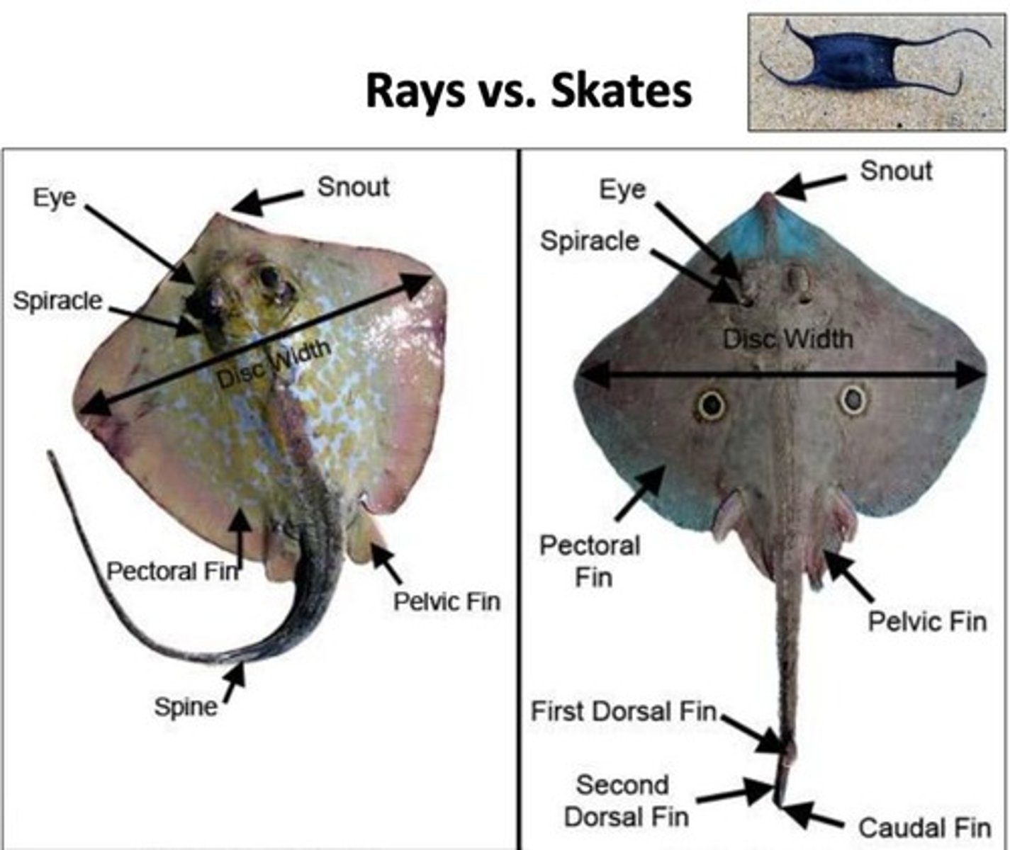 <p>Rays have gills on the underside and are typically flat-bodied.</p>