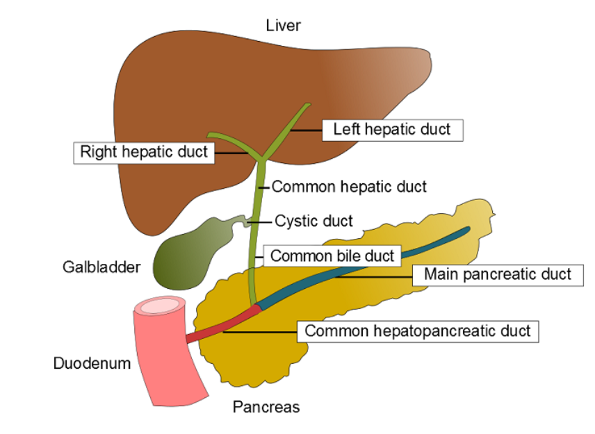 <p>right/left hepatic ducts→ common hepatic duct→ common bile duct→ common hepatopancreatic duct→ main pancreatic duct</p><p></p>