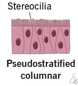 <p>location of pseudostratified columnar</p>