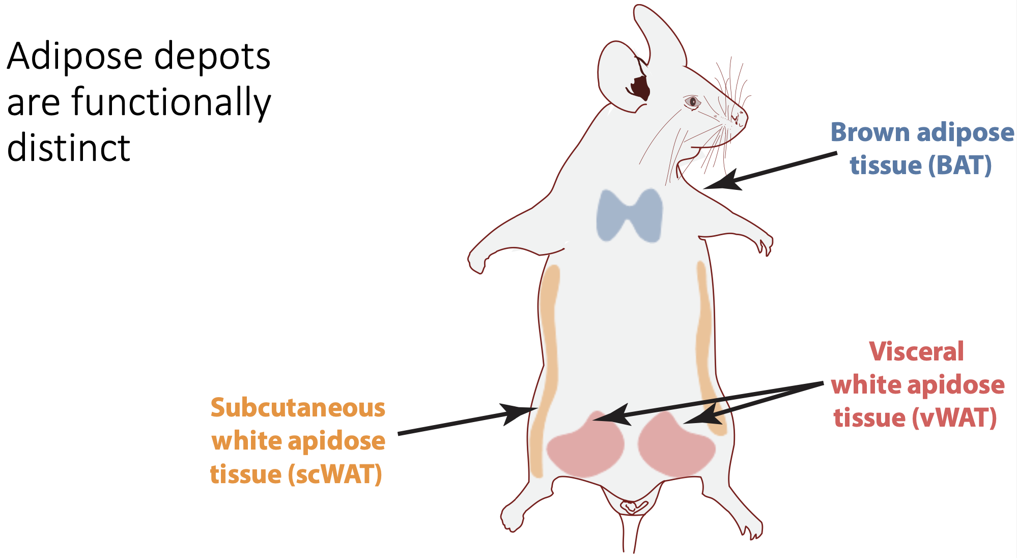 <ol><li><p>Brown adipose tissue (BAT) - behind shoulders</p></li><li><p>Visceral white adipose tissue (vWAT) - near gonads</p></li><li><p>Subcutaneous white adipose tissue (scWAT)</p></li></ol><p></p>